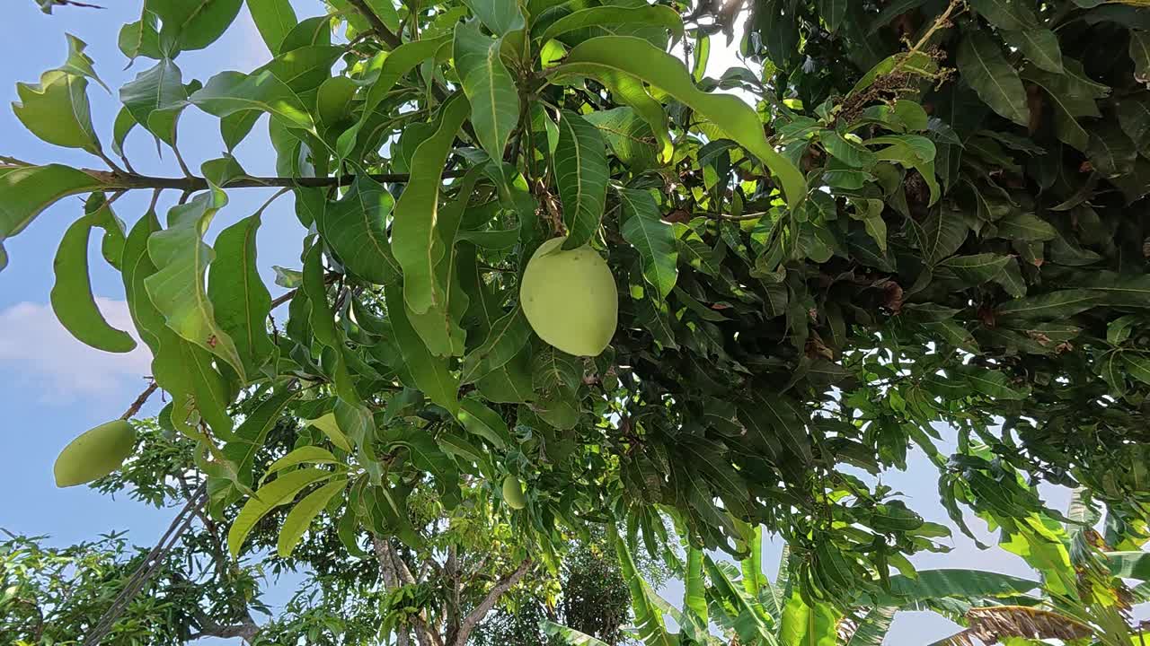 Unripe mangoes hanging on a tree. These delicious, sweet tropical fruits are a popular treat and are still in their early stage of growth