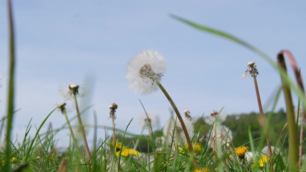 A wide perspective from ground level showing white dandelion clocks and yellow flowers in a lush green field under a clear blue sky. The camera captures the natural environment and the summer breeze
