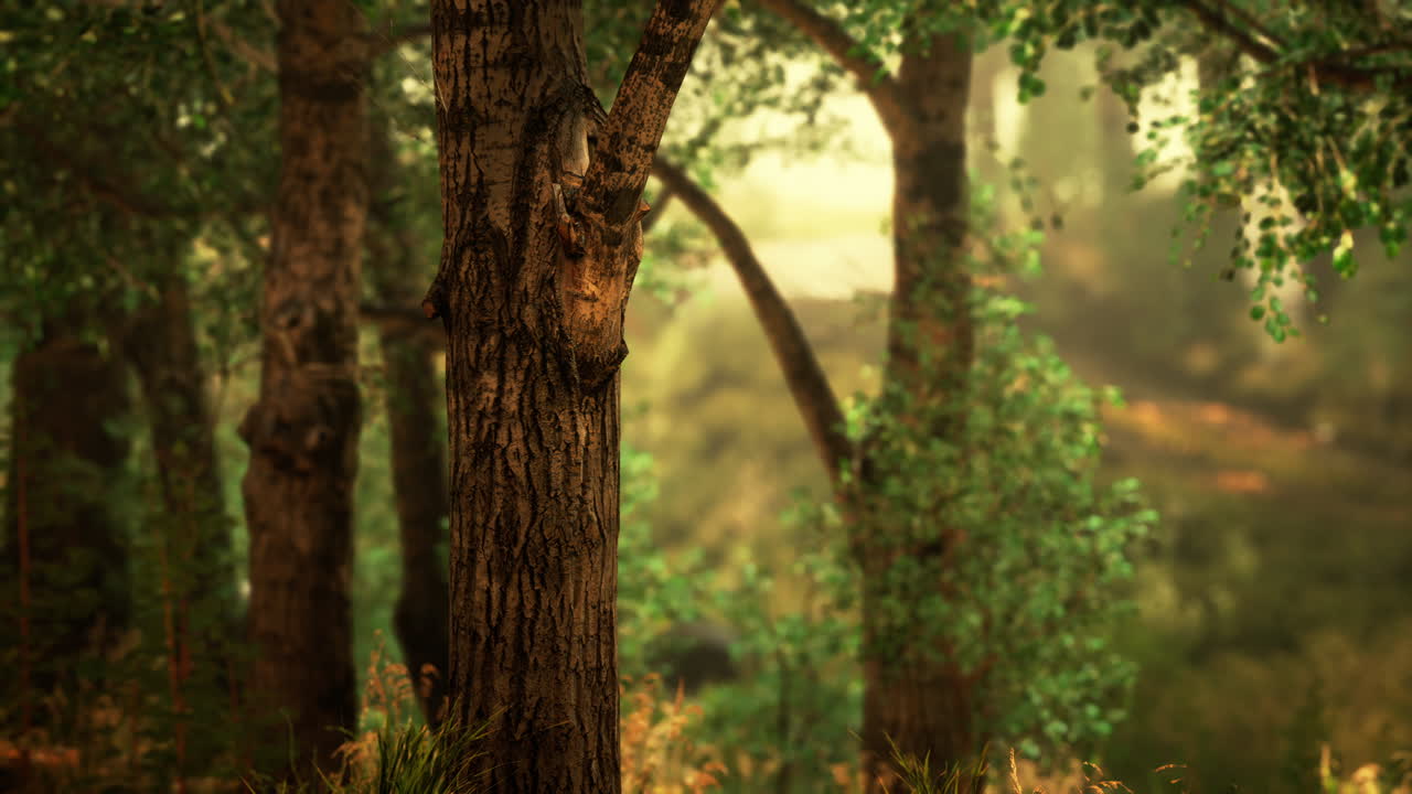 숲 속의 안개가 가득한 아침