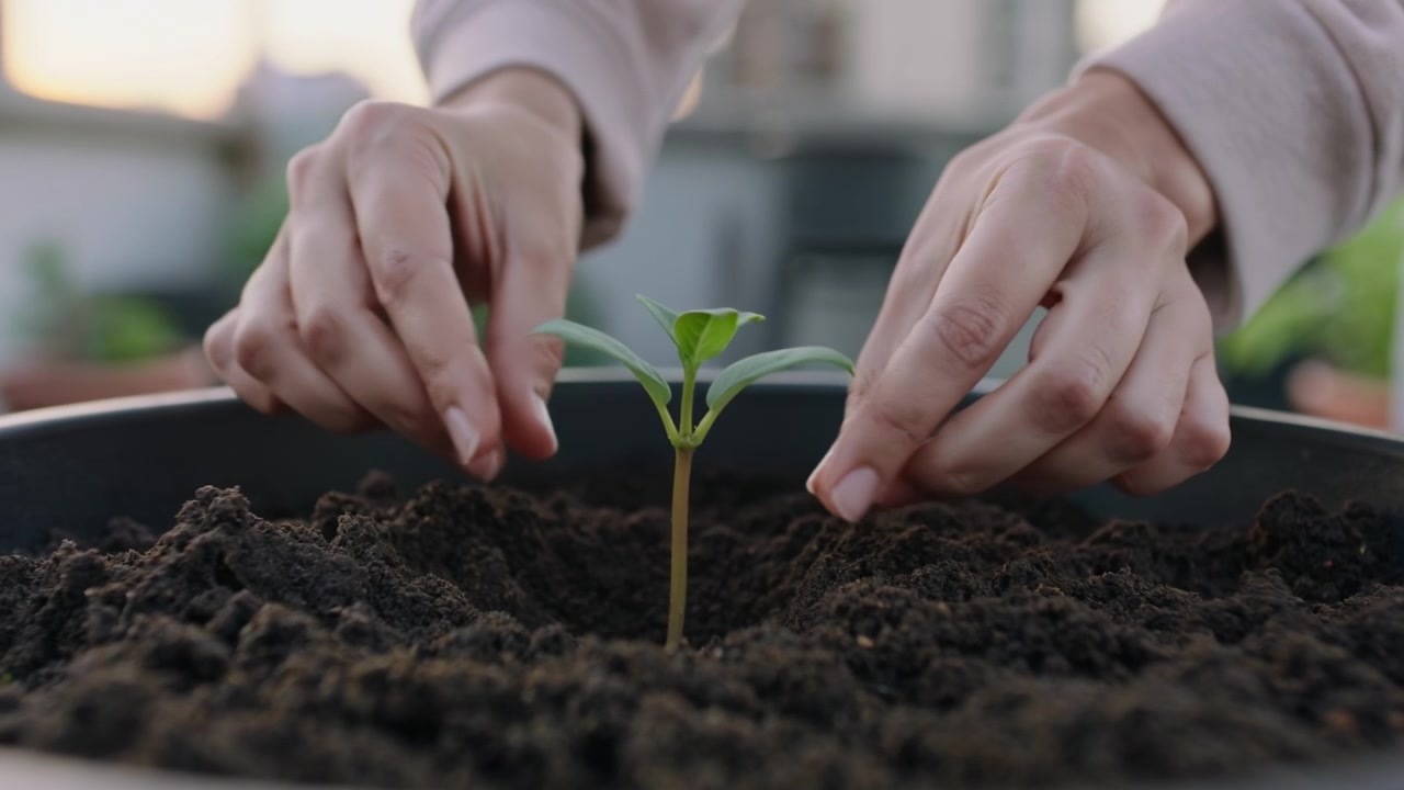 Persona che pianta una piccola piantina verde in terriccio organico scuro in un grande vaso