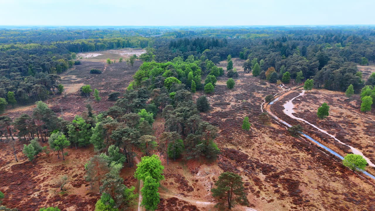Wooded wetlands in the Netherlands. Lush greenery and winding waterways create a serene landscape in the Netherlands during a clear day