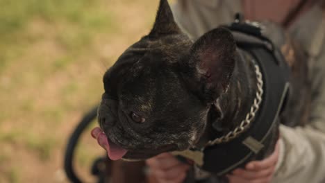 Hund-Ruht,-Spielt,-Läuft-Im-Park