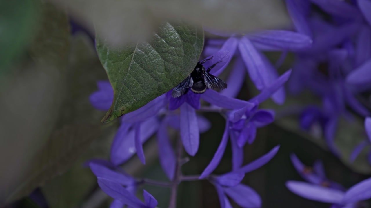 A close-up view of a fuzzy bumblebee, actively foraging for nectar from a cluster of vibrant purple, star-shaped flowers.