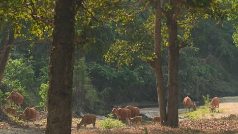 a herd crossing a drying river during a very hot afternoon, tembadau or banteng bos javanicus, thailand