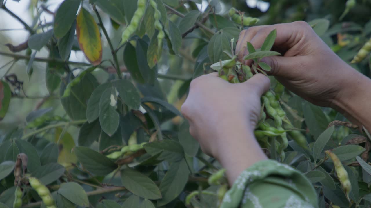 A woman hand harvesting red pigeon peas fruit (Legume) with in the garden with blurry background
