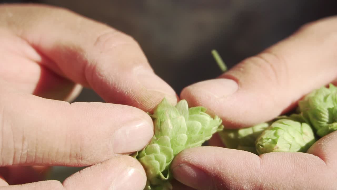 Brewers hands gently opening and exposing a bright green flower cone of hop ripe - ready to produce beer in Patagonia Argentina