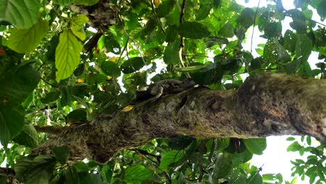 Closeup-shot-in-movement-of-a-adult-monitor-lizard-on-a-tree-branch-in-the-Malaysian-forest