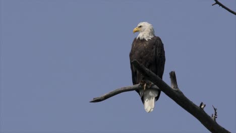 bald eagle perched on dead branch in yellowstone national park, usa