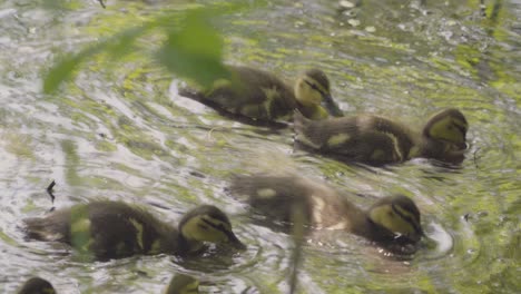 baby ducklings play with their mother and swim and splash in a pond