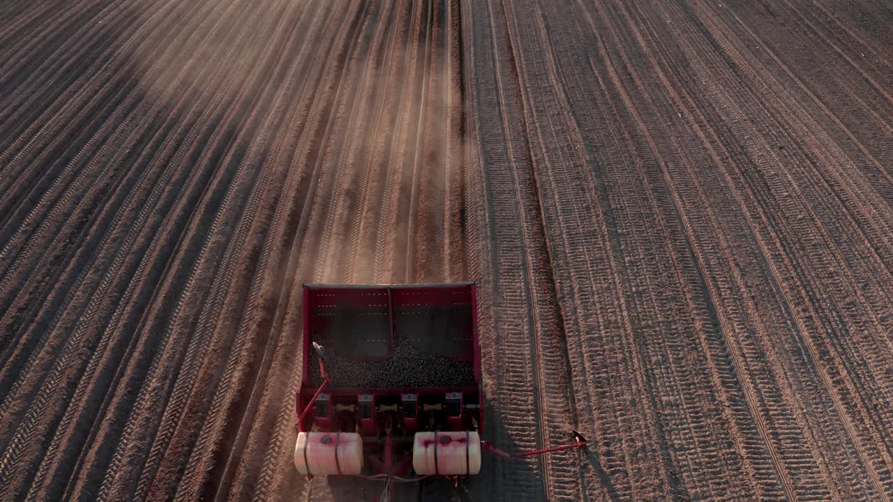 Planting a large agricultural field. The tractor pours potatoes into the holes. Agricultural work, farming.