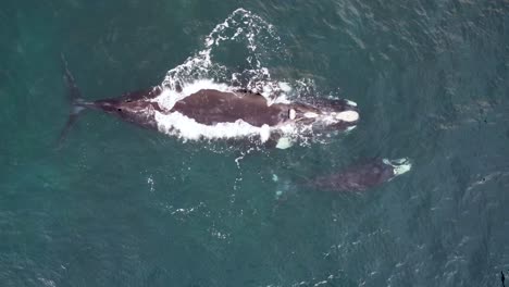 tiro aéreo del cielo de la ballena franca austral en el océano pacífico con un ternero frente a la costa central turismo vida marina wamberal nsw australia 4k