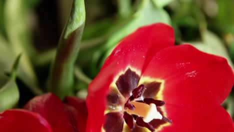 primer plano de una flor roja en una floristería