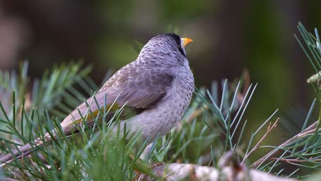 A-noisy-miner,-manorina-melanocephala-perched-on-the-grevillea-plant,-wondering-around-the-surroundings,-and-hopping-away-in-the-Botanic-Gardens,-slow-motion-close-up-shot