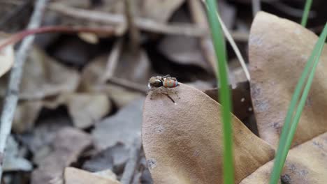 araignée paon, mâle maratus pavonis