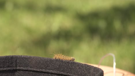 Furry-little-caterpillar-crawling-around-the-parameter-of-a-garden-basket-during-spring