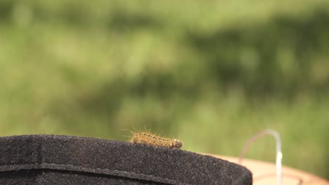 pequeña oruga peluda arrastrándose alrededor del parámetro de una canasta de jardín durante la primavera