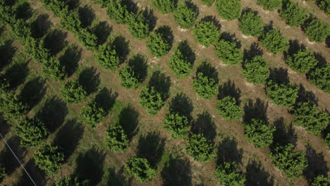 Hazelnut-field-agriculture-cultivation-aerial-view