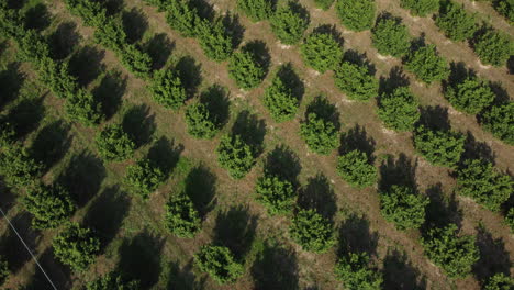 campo de avellanas agricultura cultivo vista aérea