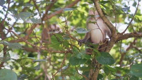 Ein-Verspielter-Affe-Sitzt-Auf-Einem-Ast-Und-Springt-Weg