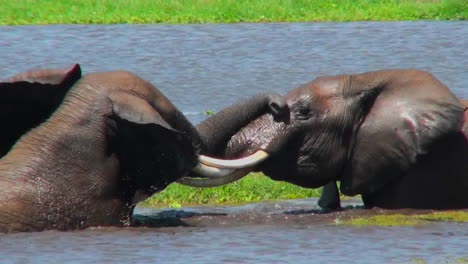 juvenile elephants play and tussle in a watering hole in africa