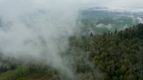Espesa-Niebla-Densa-Se-Extiende-Sobre-El-Bosque-Siempre-Verde