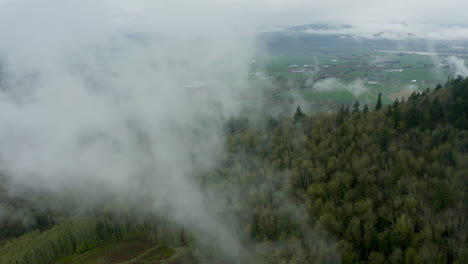 una espesa y densa niebla se cierne sobre el bosque de hoja perenne