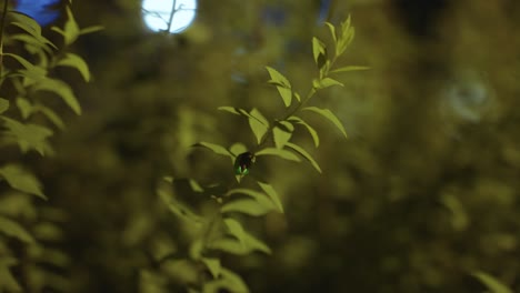 Luciérnaga-Japonesa-En-La-Planta-Por-La-Noche