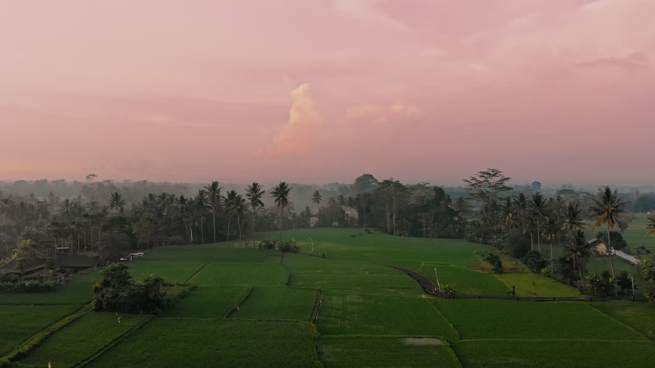 espectacular dron cinematográfico disparó más allá de los árboles tropicales y sobre las terrazas de arroz durante el amanecer rosa temprano en la mañana
