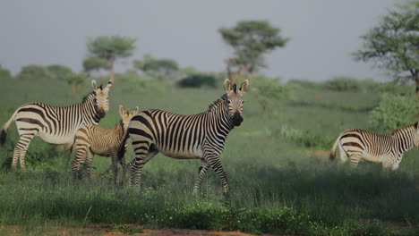 zebras in african savanna