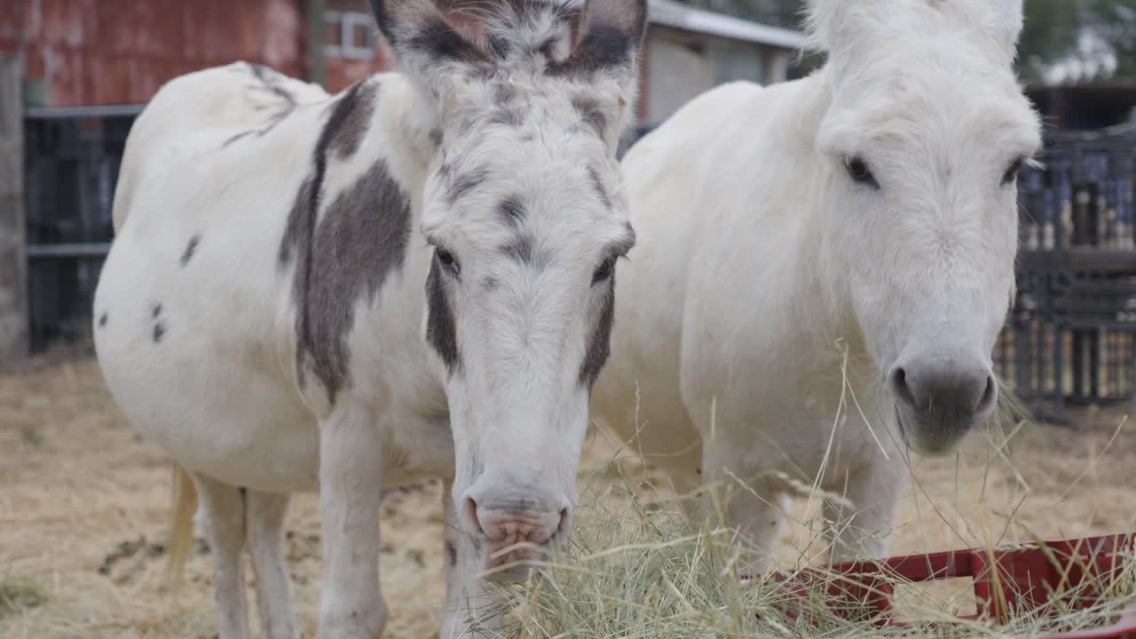 Two donkeys with white coats eat hay from a red container in a farm setting