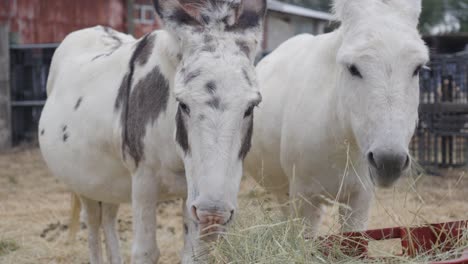 two donkeys with white coats eat hay from a red container in a farm setting