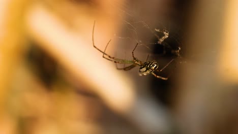 la araña teje la red en el jardín de la costa dorada.