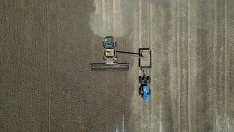 Combine-El-Transporte-De-Grano-Cosechado-Del-Campo-En-Un-Remolque-O-Tractor