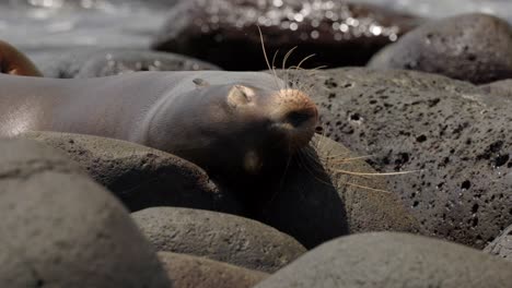 Un-León-Marino-De-Galápagos-Adulto-Duerme-En-Una-Playa-Rocosa-Mientras-Las-Olas-Rompen-En-El-Fondo-En-La-Isla-Seymour-Norte,-Cerca-De-Santa-Cruz-En-Las-Islas-Galápagos,-Ecuador