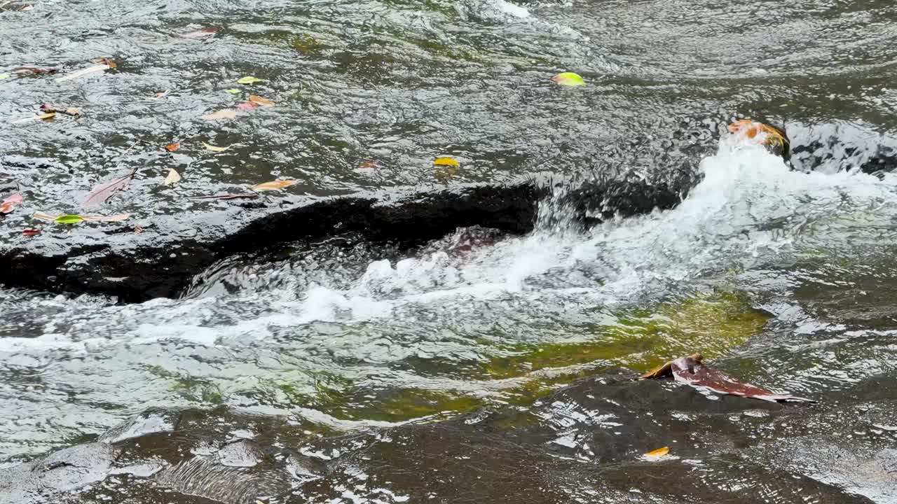 Primo piano di acqua limpida di fiume che scorre a cascata su rocce scure in una giungla tropicale.
