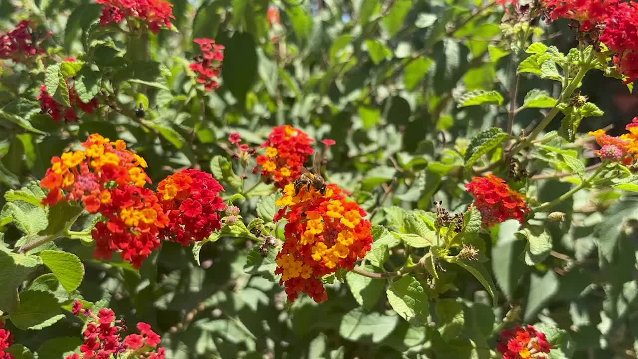 abeja de polinización de verano en flores de naranja de un jardín