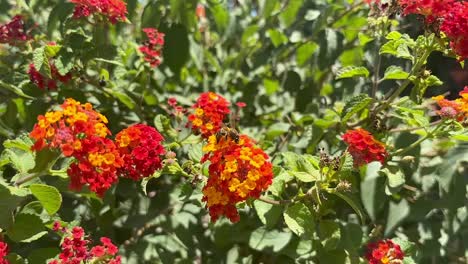 Sommergarten-Bestäubung-Biene-Auf-Orange-Blumen-Aus-Einem-Garten