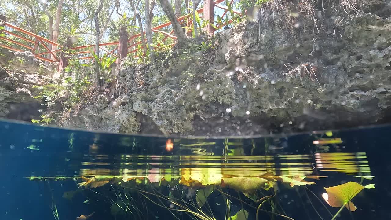 buceo semi-sumergido en aguas turquesas cristalinas en el cenote nicte-ha con vegetación acuática en tulum, méxico
