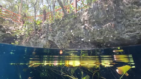 POV-half-submerged-diving-in-crystal-clear-turquoise-waters-at-Nicte-ha-cenote-with-aquatic-vegetation-in-Tulum,-Mexico