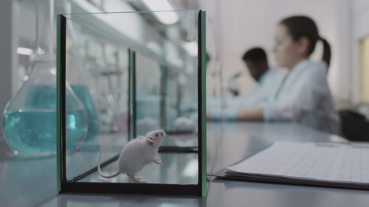 Cute Lab Rat in Glass Tank