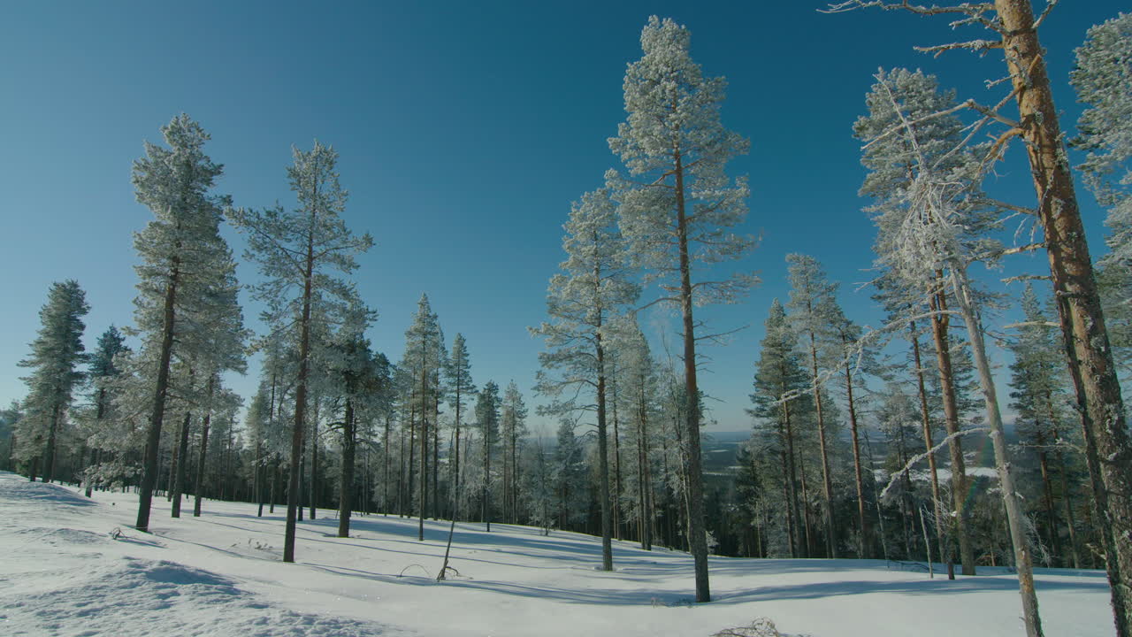 얼어붙은 나무의 오른쪽에서 왼쪽으로 놀라운 시네마틱 트래킹 샷
