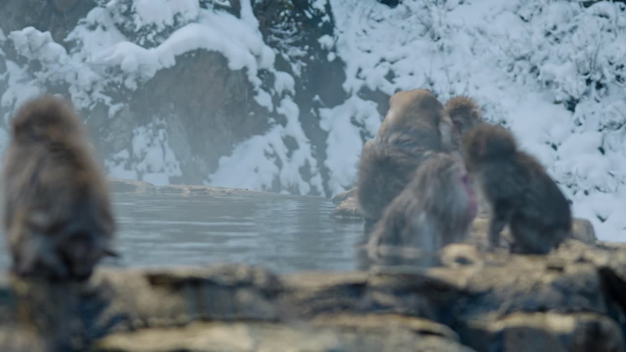 A group of snow monkeys relaxes in the warm waters of an onsen in Jigokudani, Japan, surrounded by a beautiful snowy landscape.