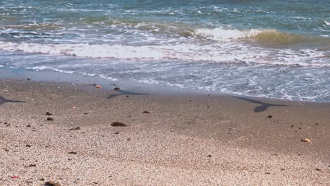 audouin’s gull taking off on a windy day