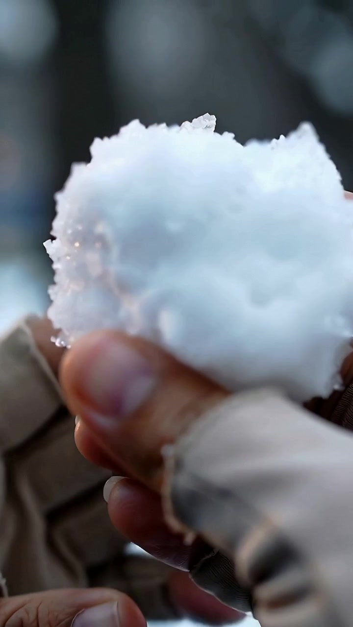 Video verticale: Mani con guanti color cuoio raccolgono la neve nel bosco, facendo una palla di neve e controllando lo scioglimento, con un anello.