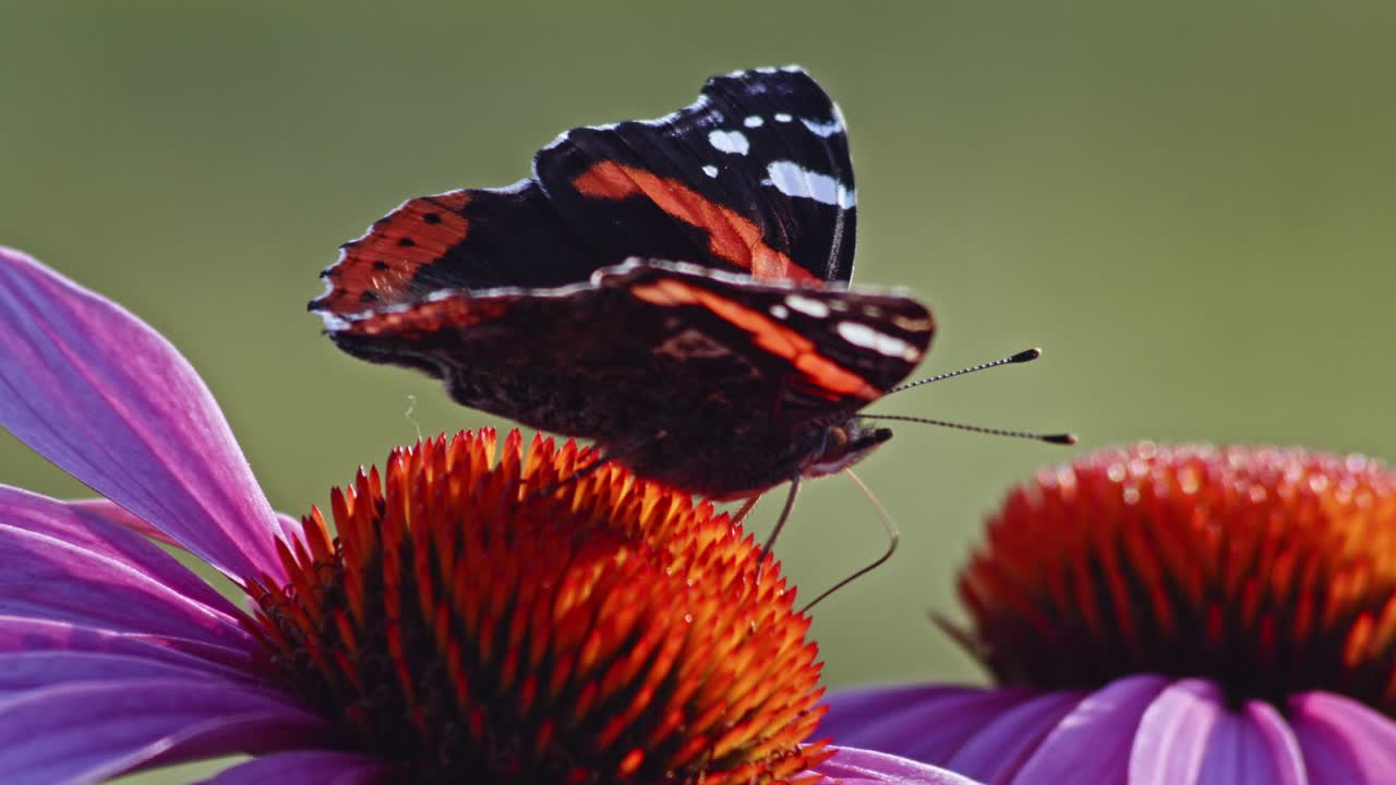 Farfalla Ammiraglio rosso che si nutre di nettare di echinacea purpurea - macro
