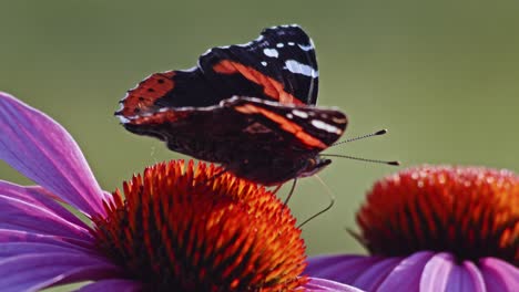 Mariposa-Almirante-Roja-Alimentándose-De-Néctar-De-Coneflower-Púrpura---Macro