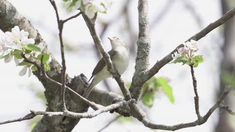 vireo trino posado en un árbol en flor y luego se va volando