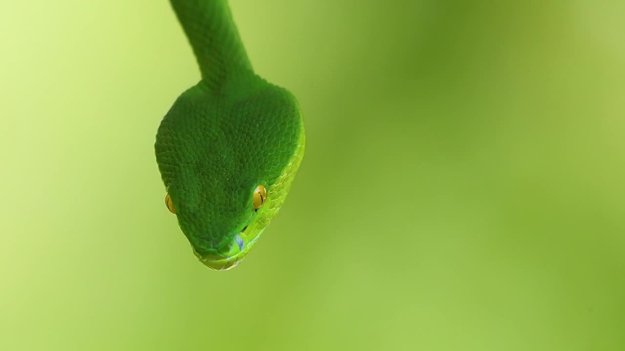 The White-lipped Pit Viper is a venomous pit viper endemic to Southeast Asia and is often found during the night waiting on a branch or limb of a tree near a body of water with plenty of food items