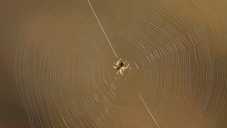 Una-Araña-Se-Sienta-En-El-Centro-De-Su-Red