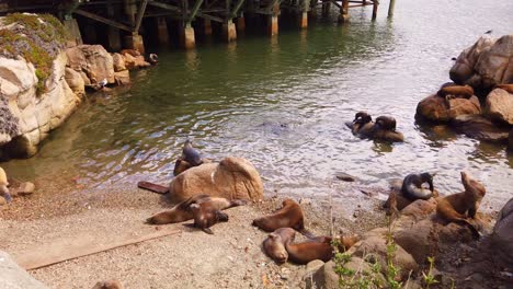 Toma-Panorámica-De-Cardán-De-Un-Grupo-De-Leones-Marinos-Durmiendo-En-Una-Playa-De-Arena-En-Monterey,-California